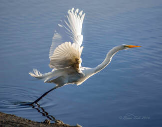 Great Egret taking flight photo by Brian Tada to the glory of God